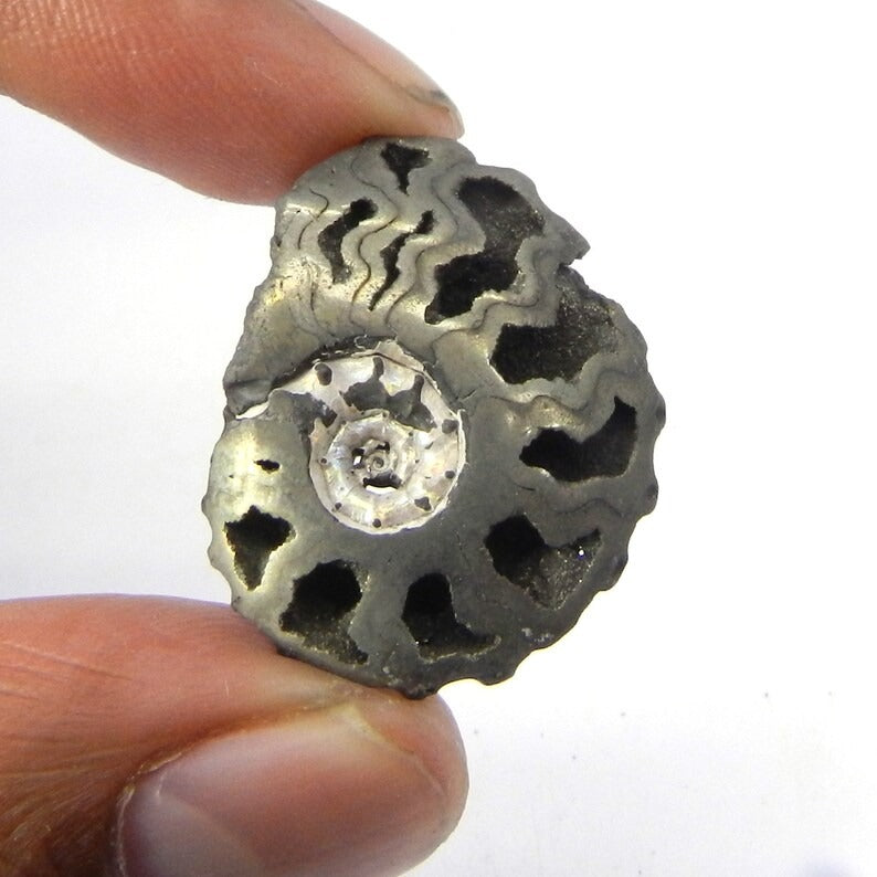 Natural Pyrite Ammonite Fossil Gemstone