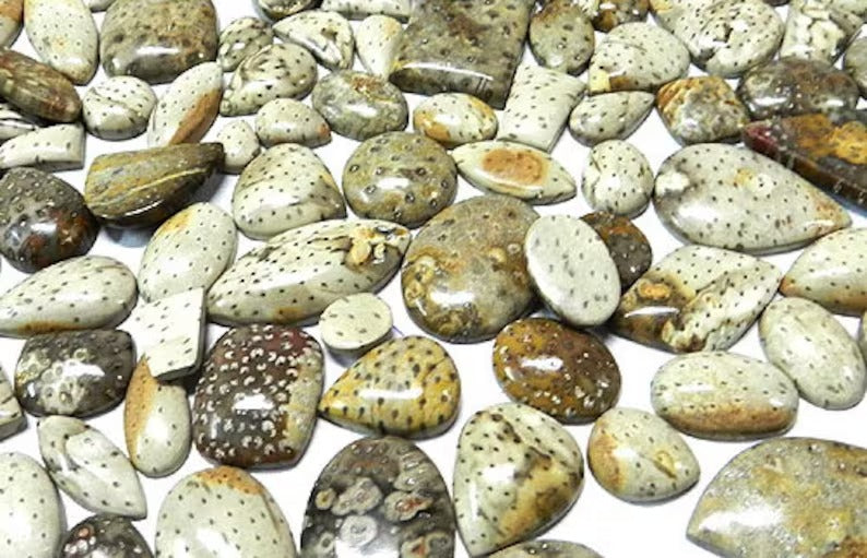 Natural Palm Wood Jasper Gemstone Wholesale Lot