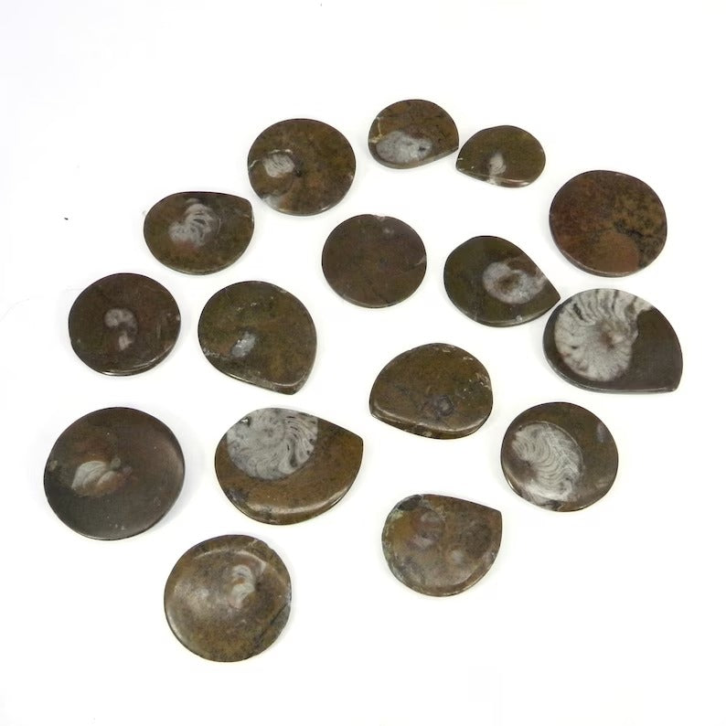 Natural Brown Ammonite Gemstone Wholesale Lot