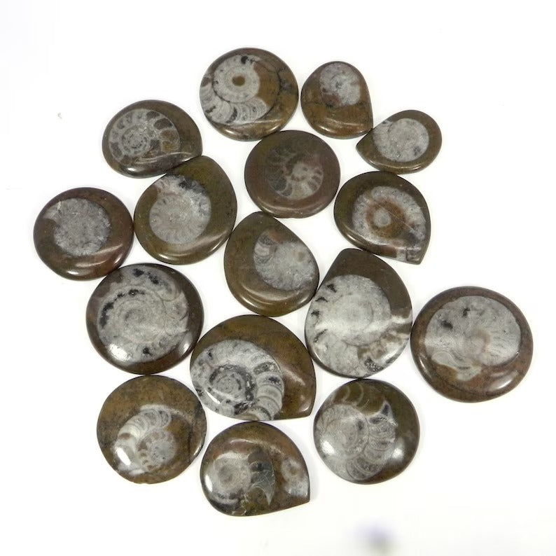 Natural Brown Ammonite Gemstone Wholesale Lot