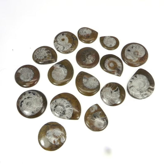 Natural Brown Ammonite Gemstone Wholesale Lot